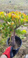 Crassula Ovata Jade Tree