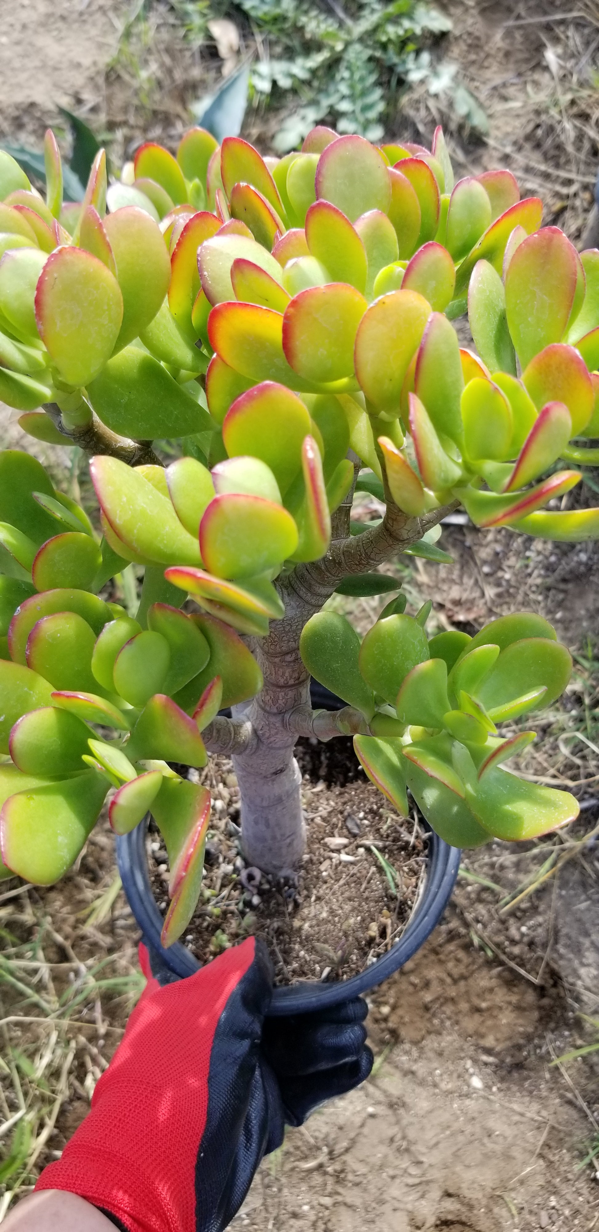 jade crassula ovata plant Crassula Ovata Jade Tree – Beaultiful Desert Plants