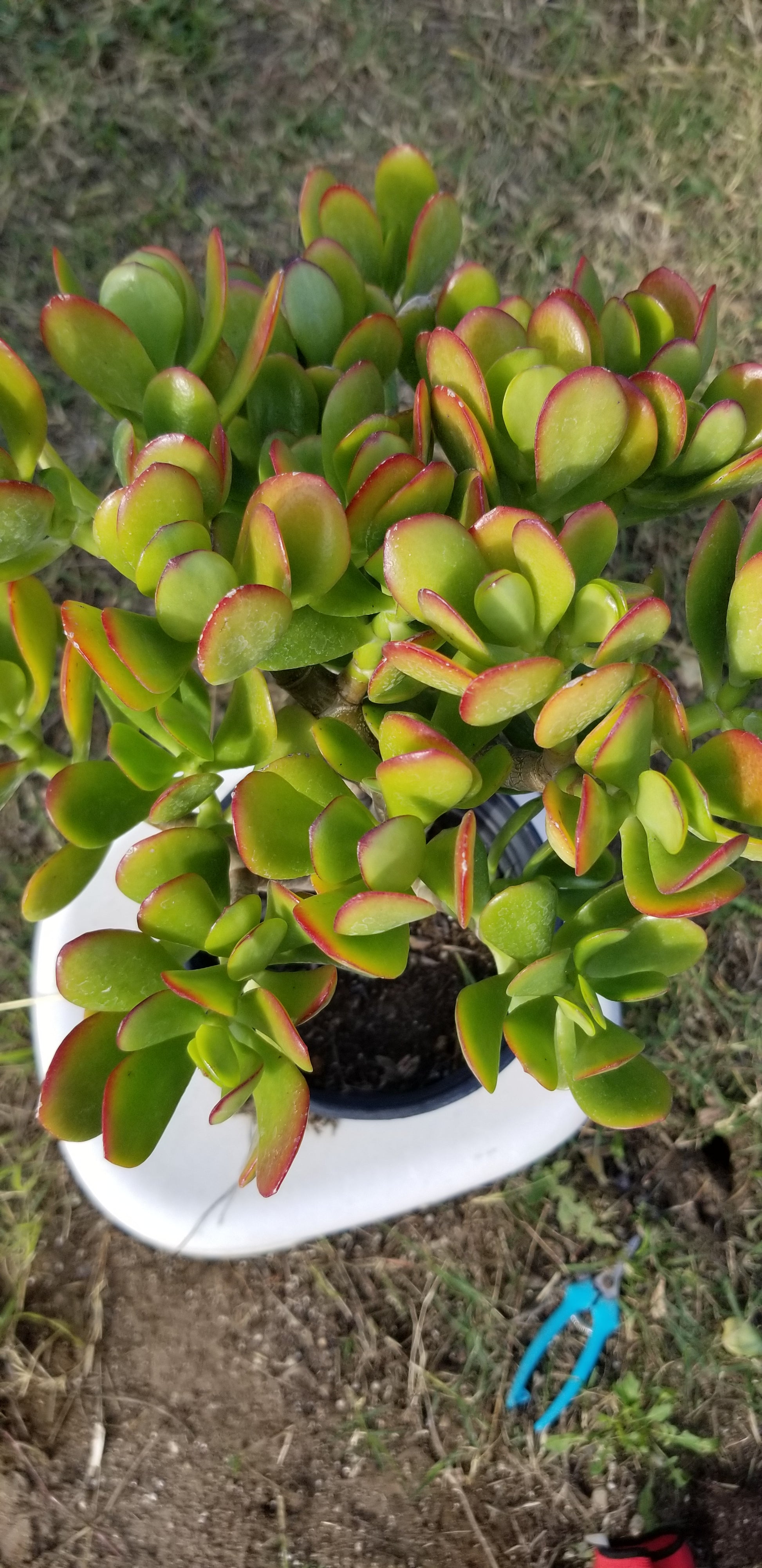 desert jade plant Crassula Ovata Jade Tree – Beaultiful Desert Plants