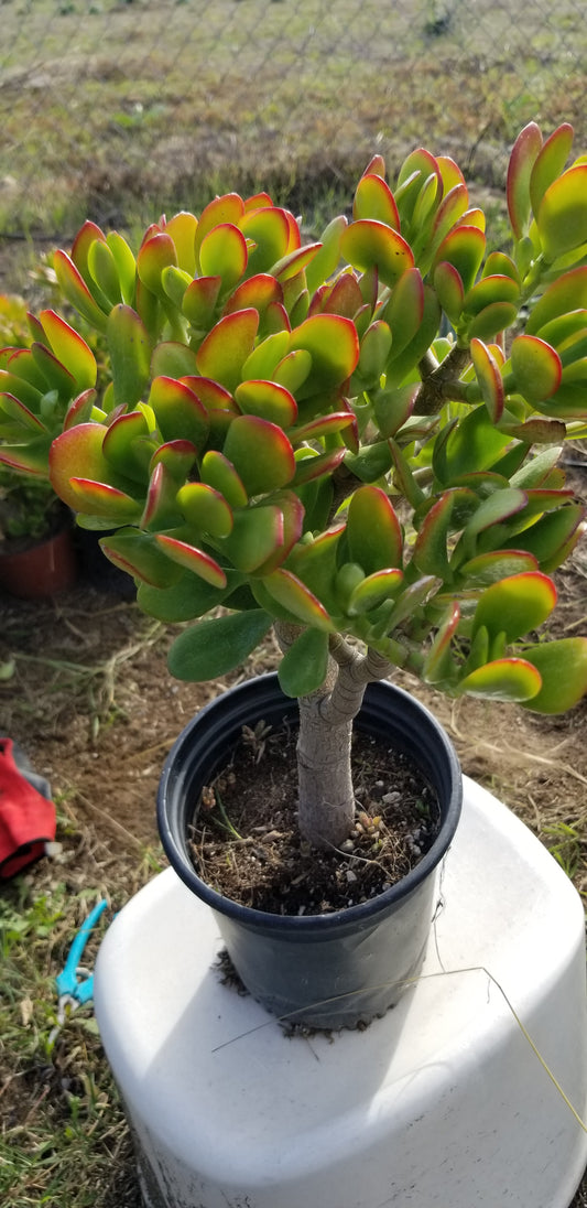 Crassula Ovata Jade Tree