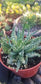 4" Aloe Humilis Compact