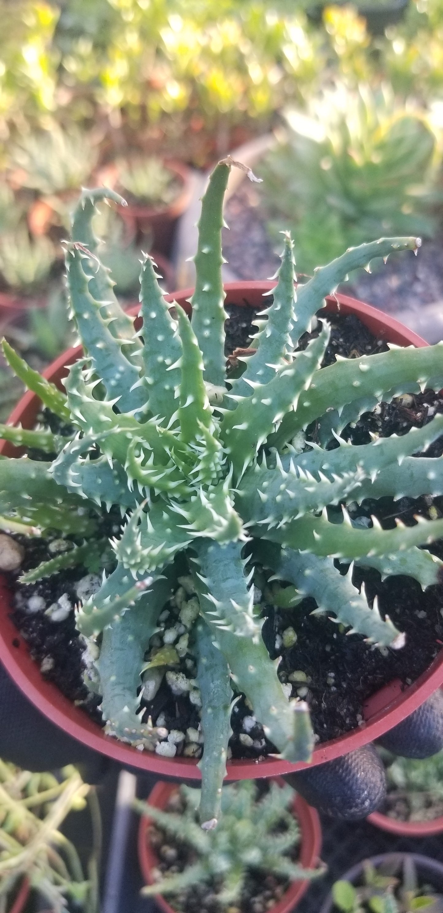 4" Aloe Humilis Compact