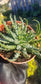 4" Aloe Humilis Compact