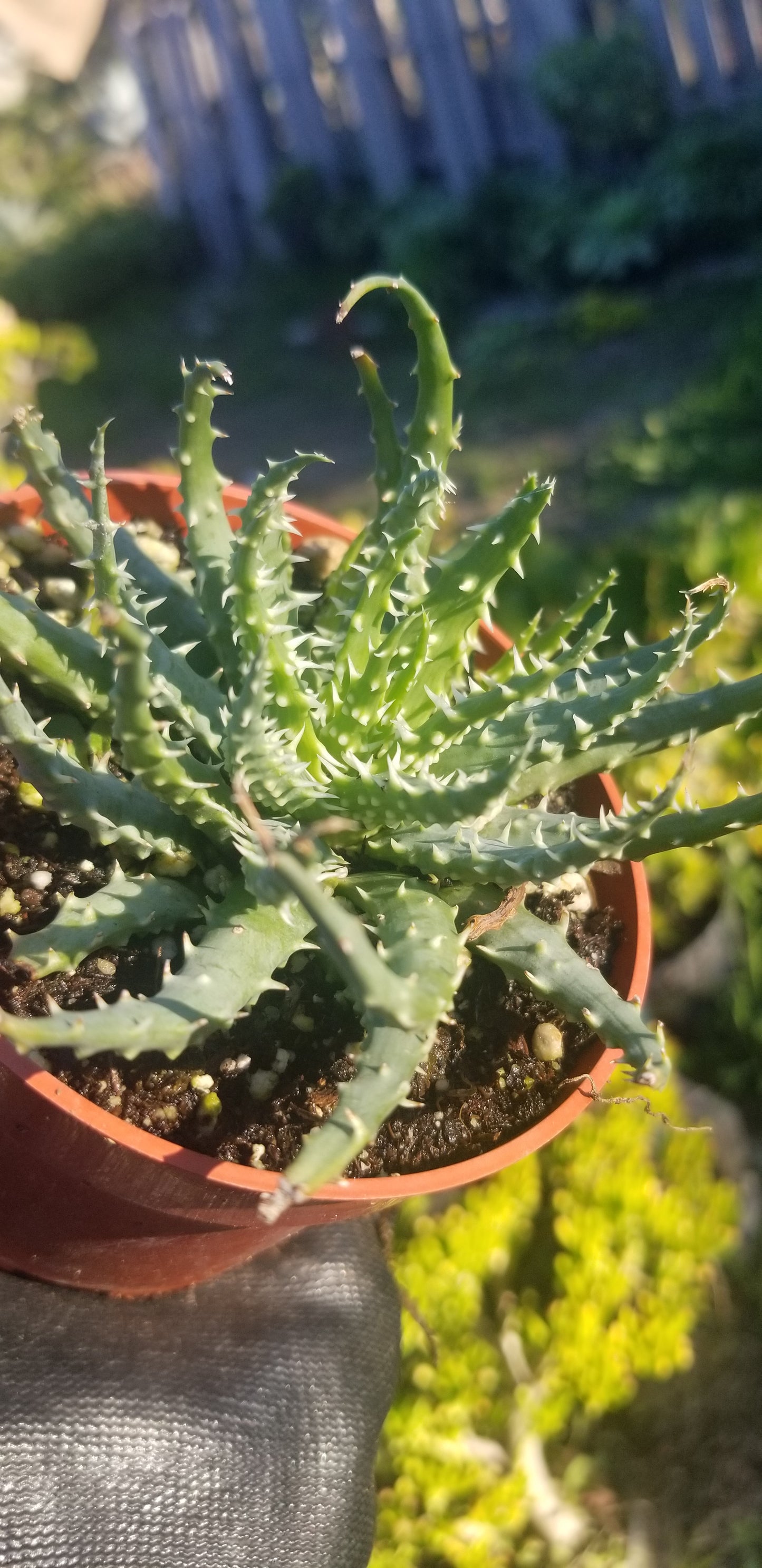 4" Aloe Humilis Compact