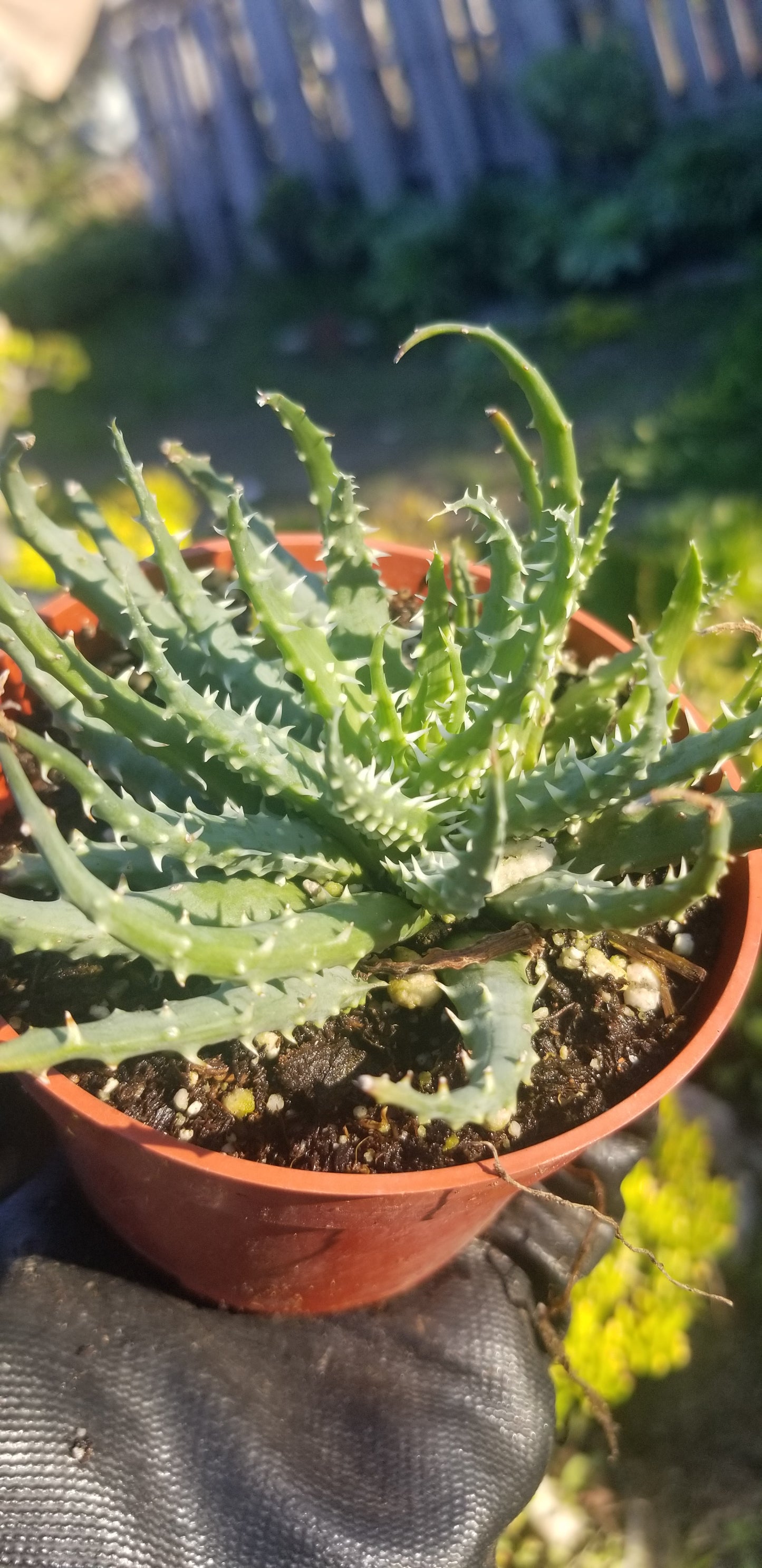 4" Aloe Humilis Compact