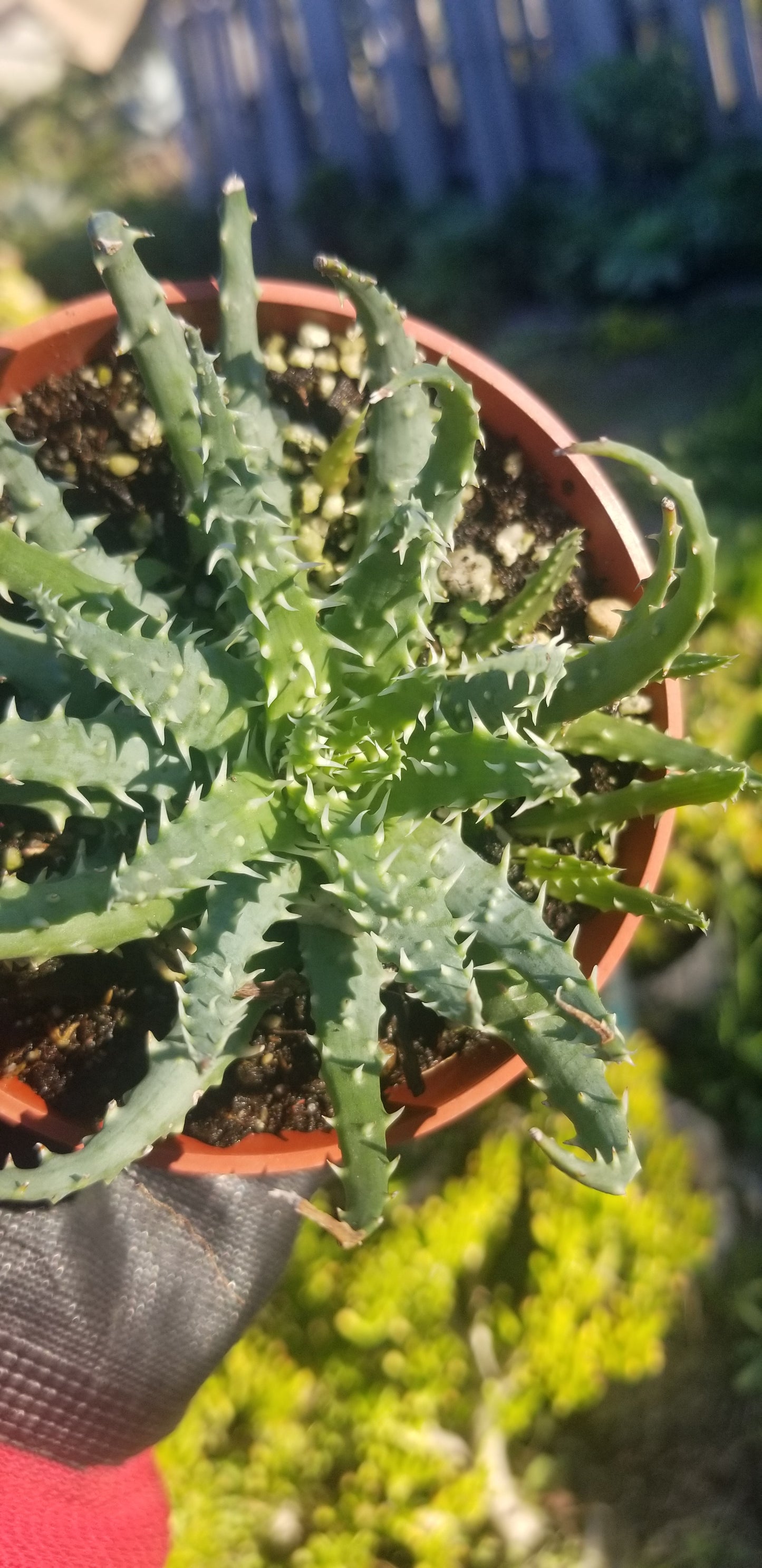 4" Aloe Humilis Compact