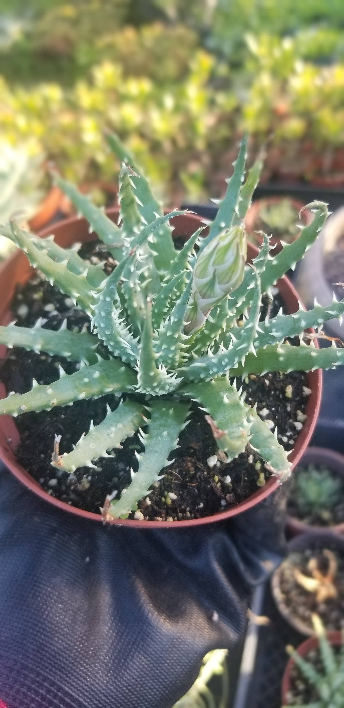 4" Aloe Humilis Compact