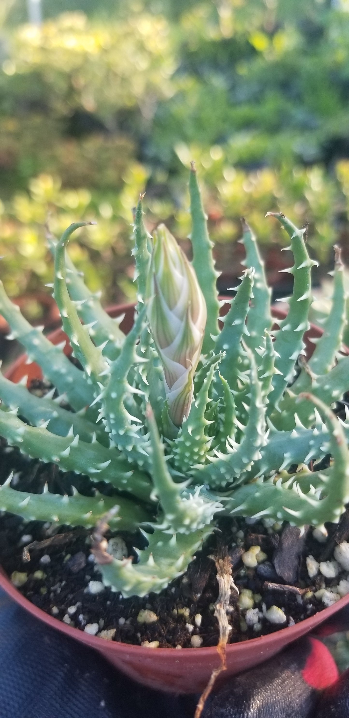 4" Aloe Humilis Compact