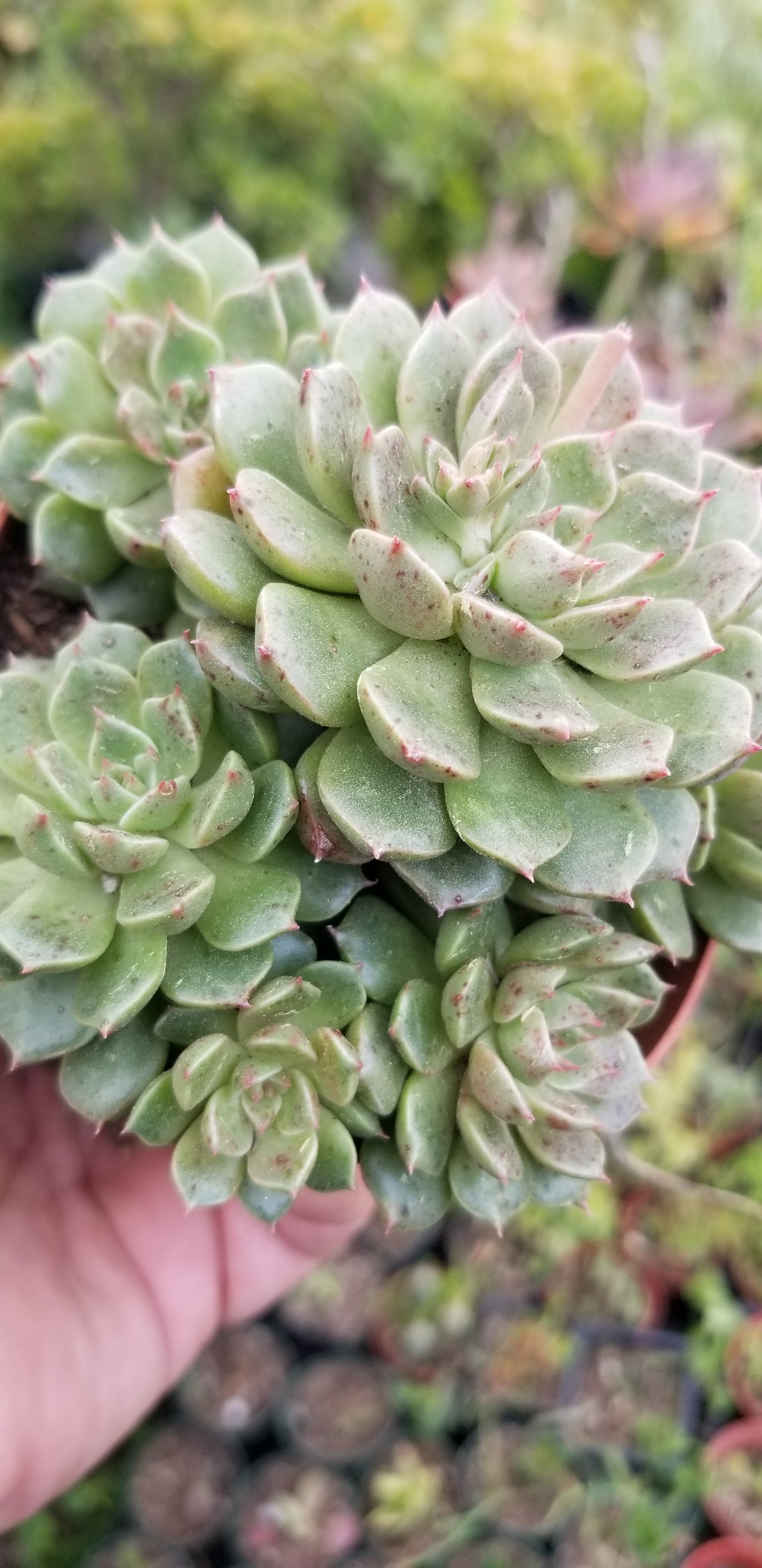 4" Echeveria Olivia Cluster