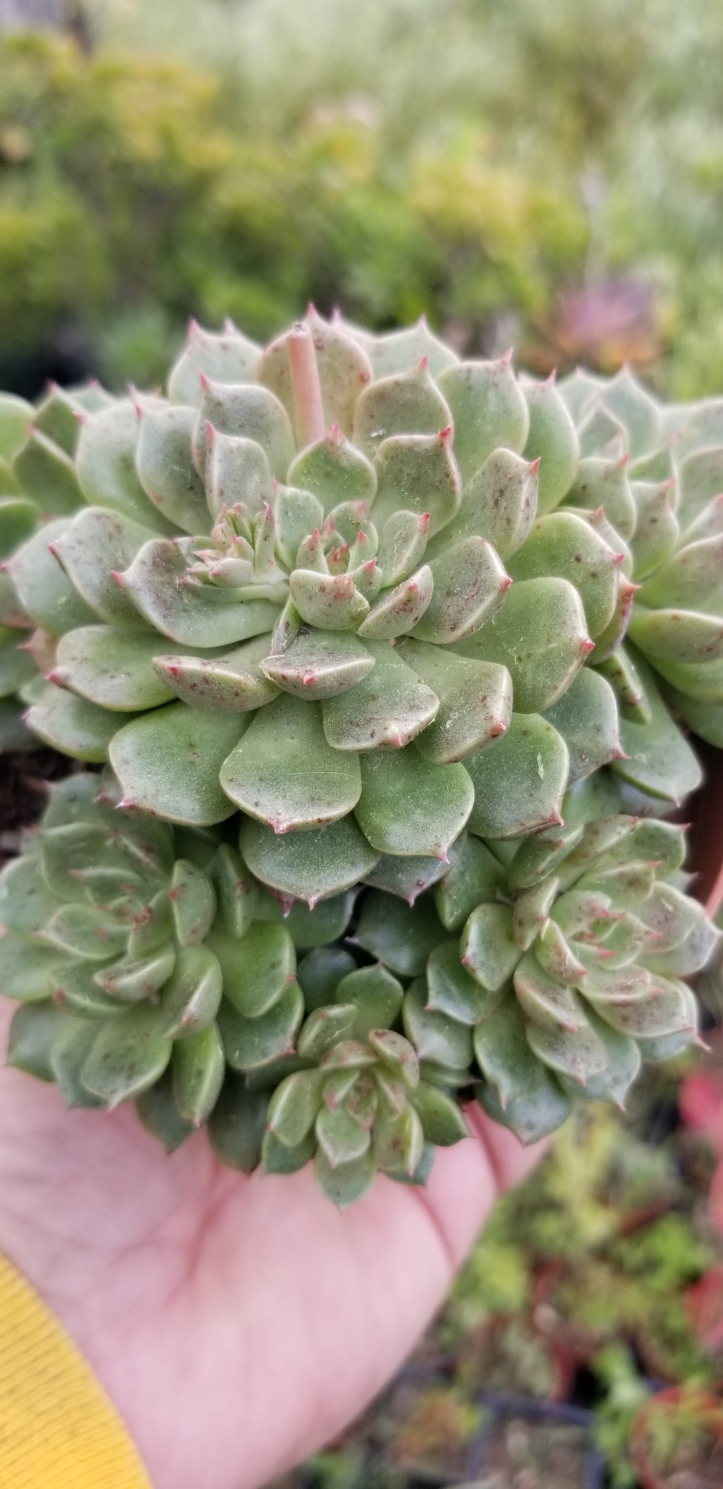 4" Echeveria Olivia Cluster