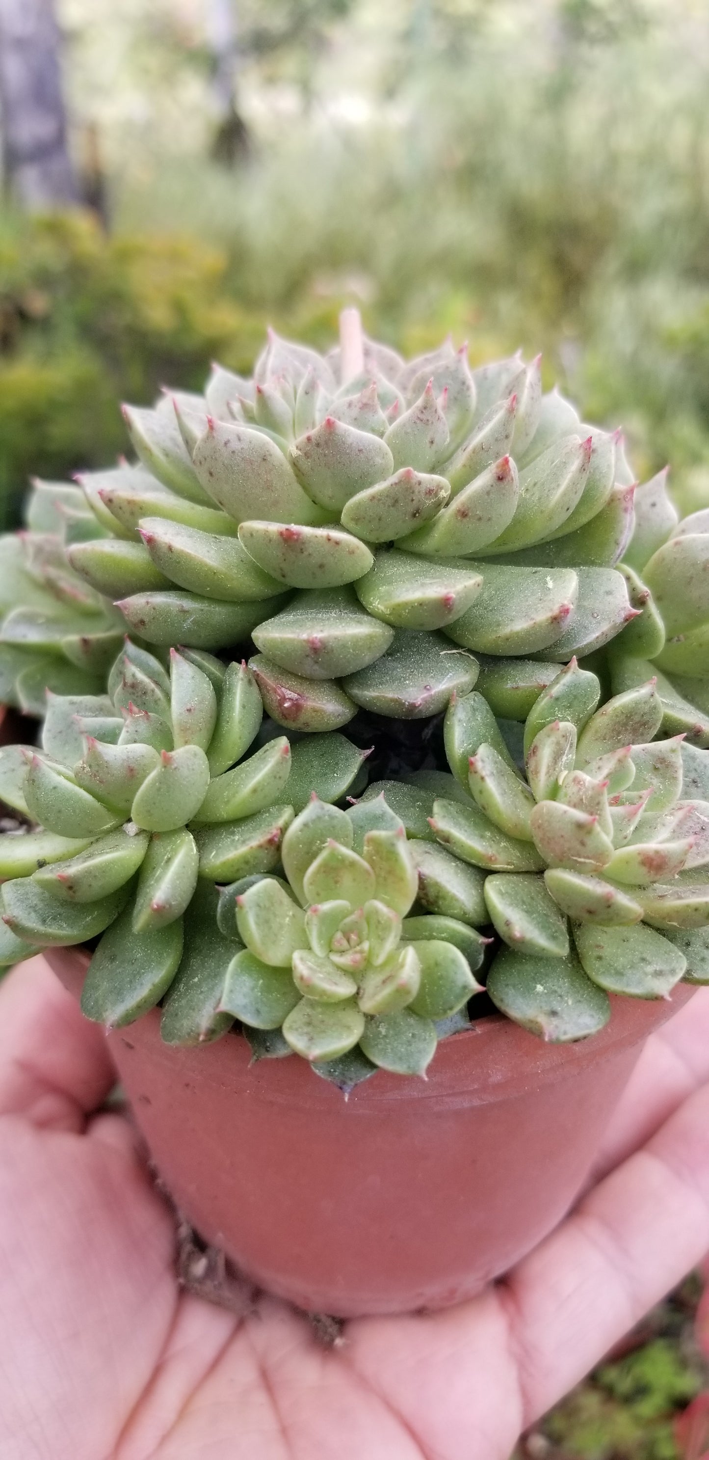 4" Echeveria Olivia Cluster