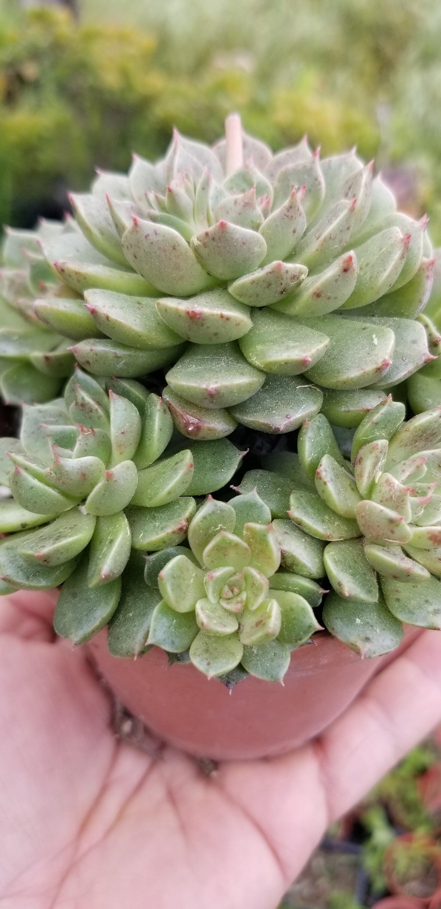 4" Echeveria Olivia Cluster