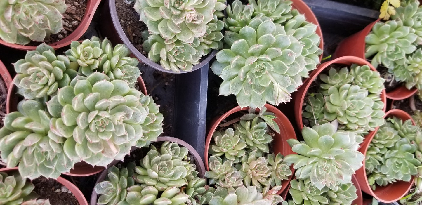 4" Echeveria Olivia Cluster