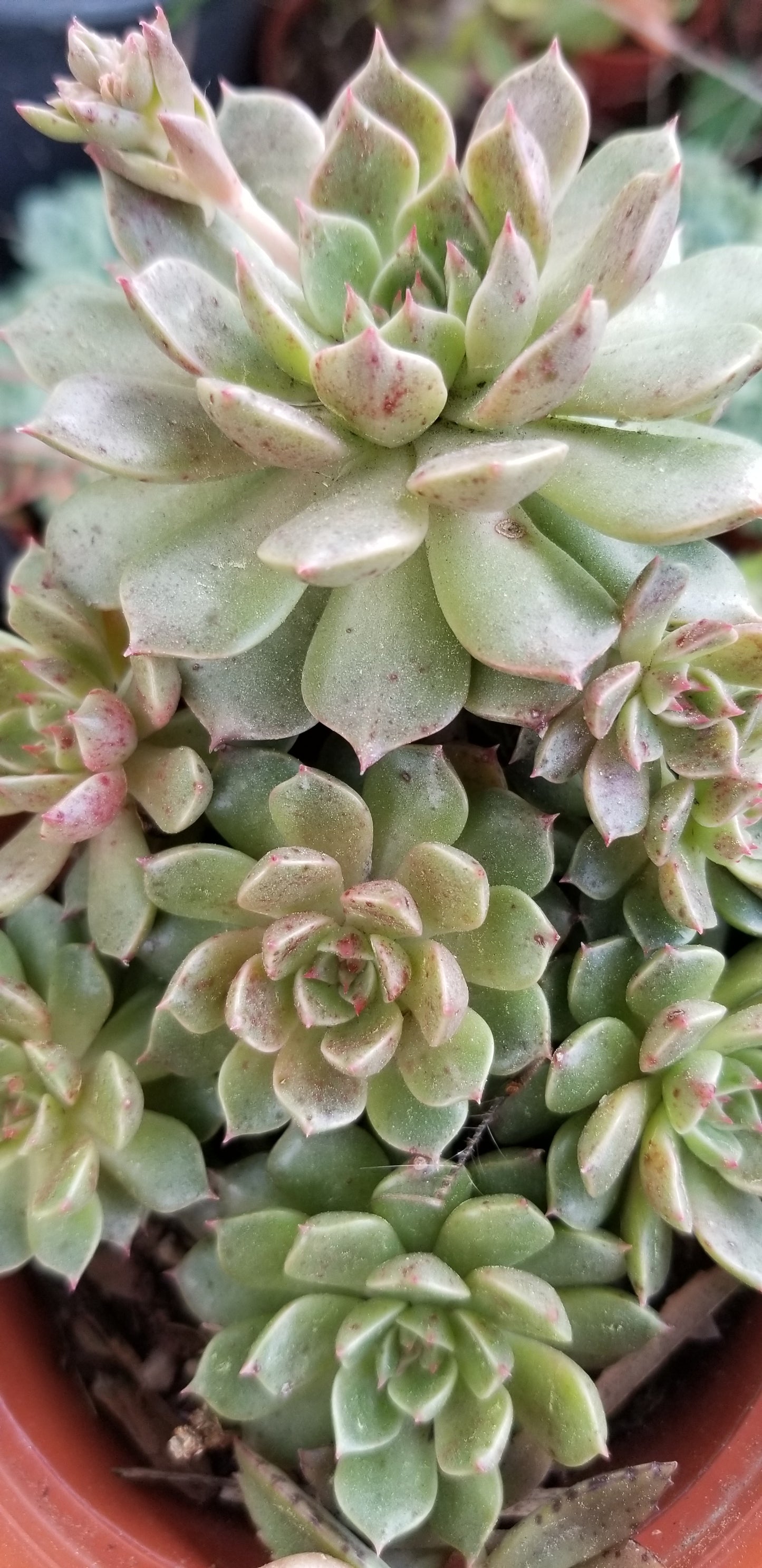 4" Echeveria Olivia Cluster