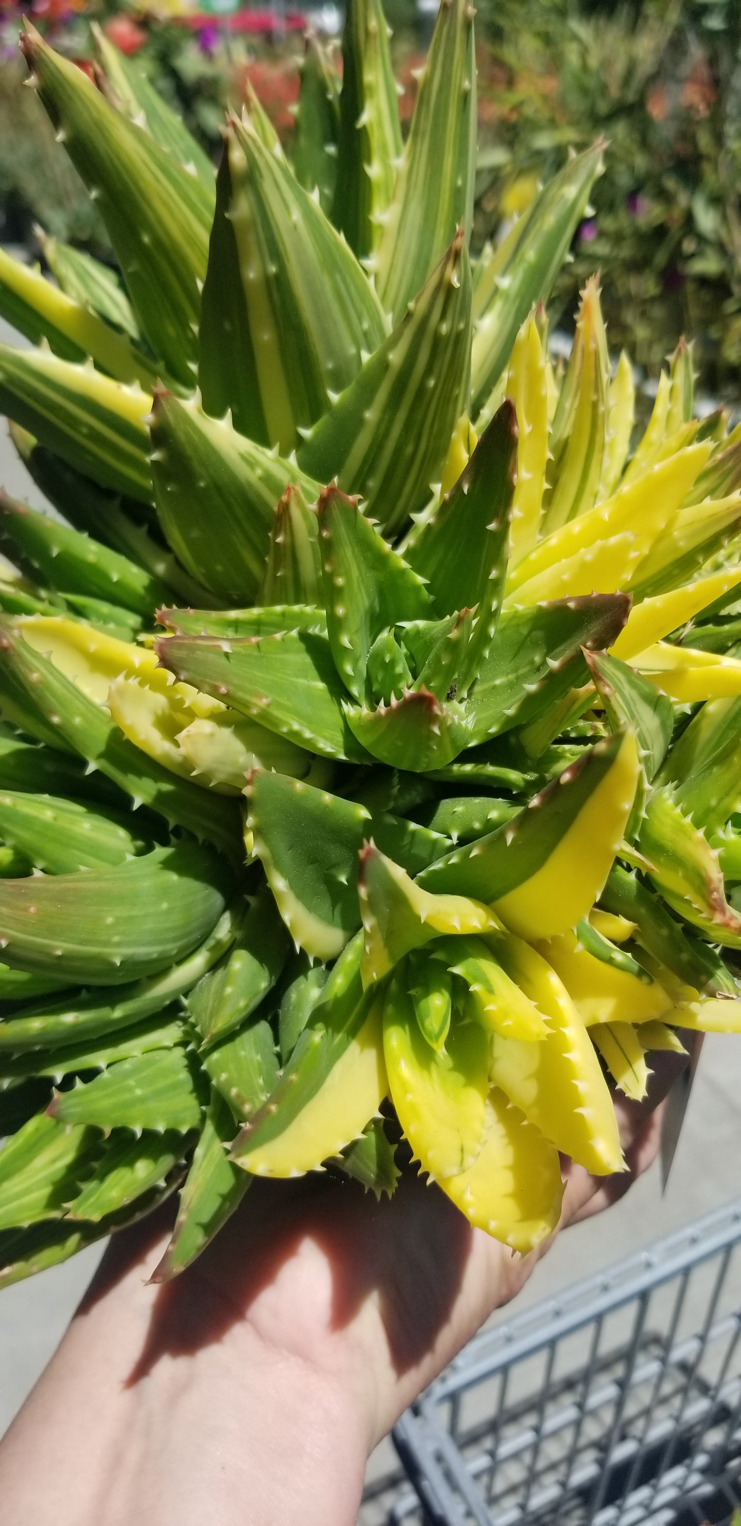 Aloe Nobilis Variegated Cluster