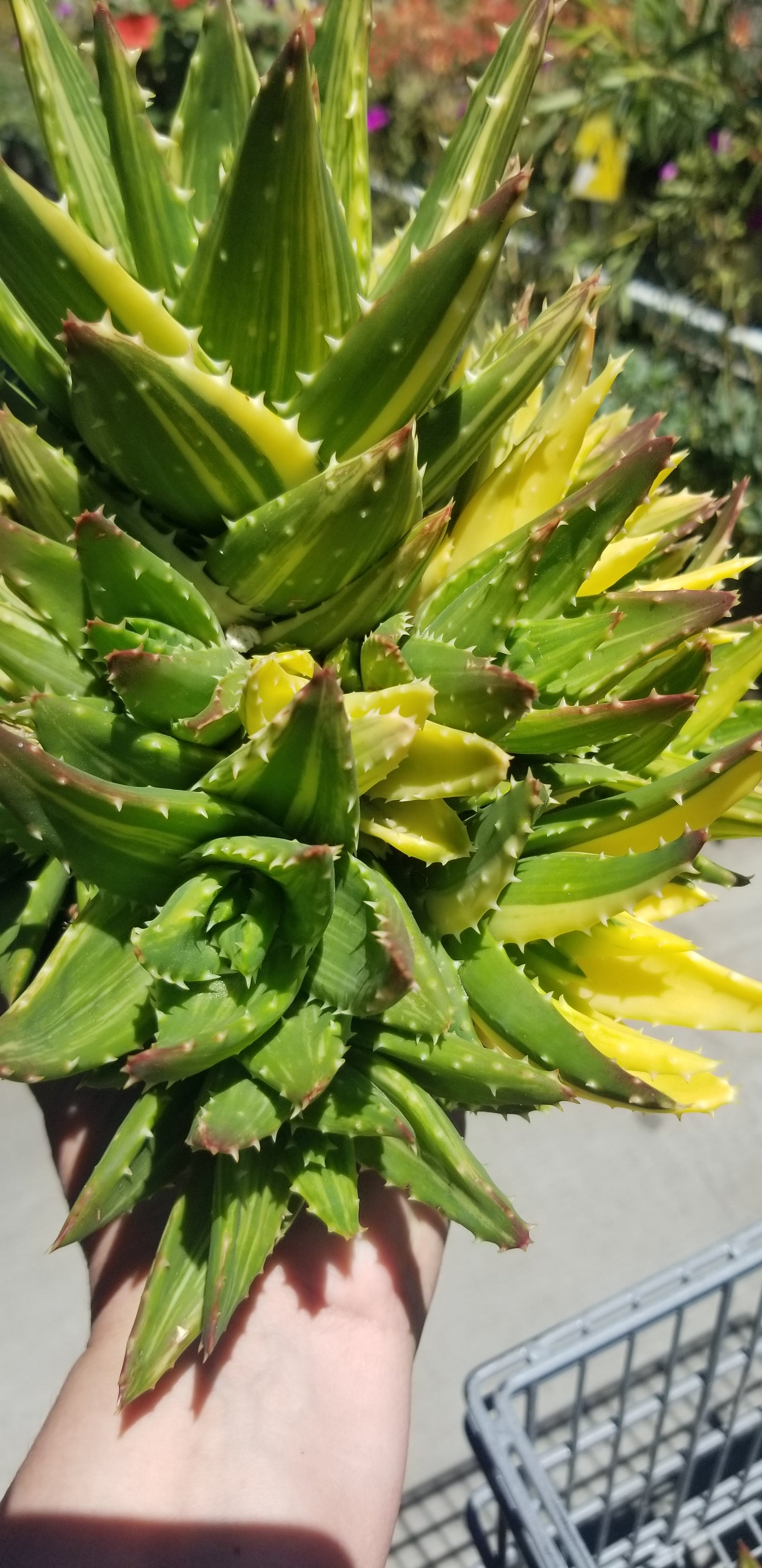 Aloe Nobilis Variegated Cluster