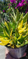 Aloe Nobilis Variegated Cluster