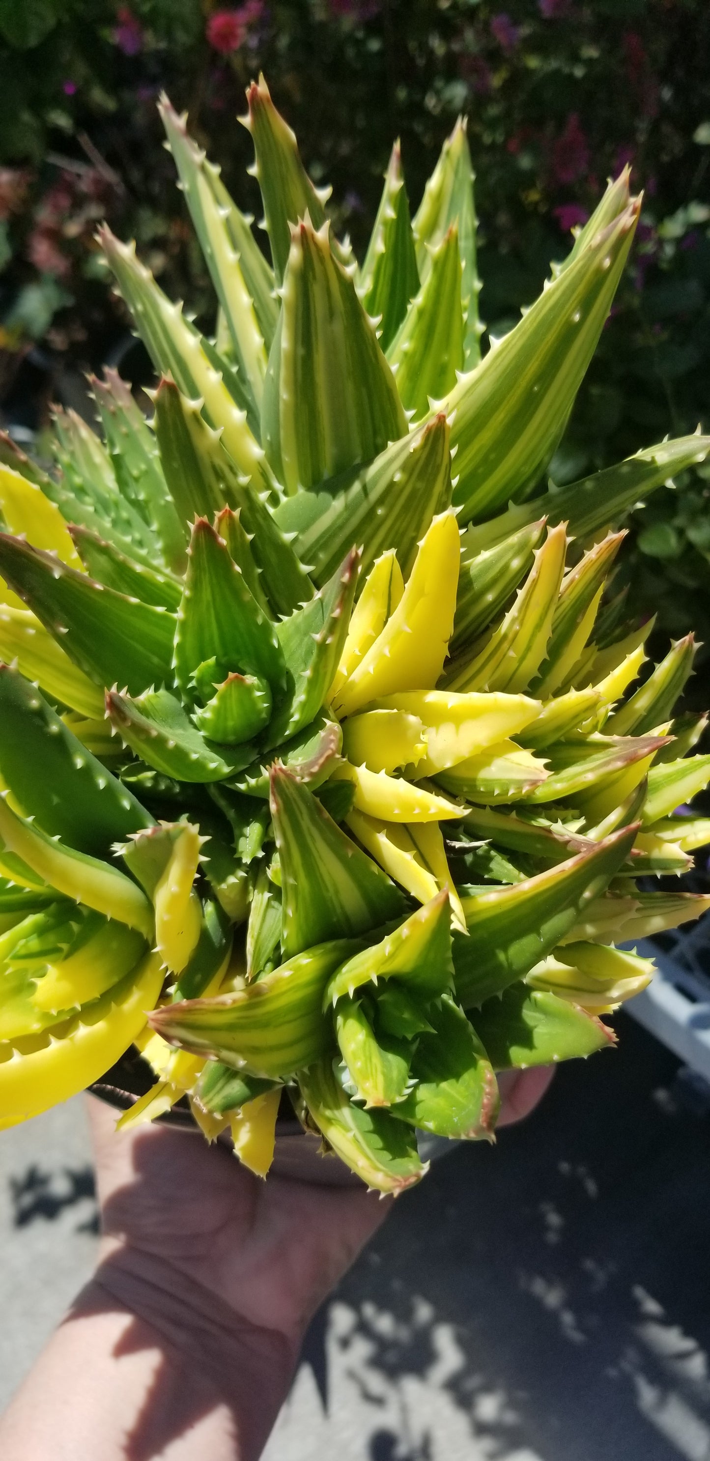 Aloe Nobilis Variegated Cluster