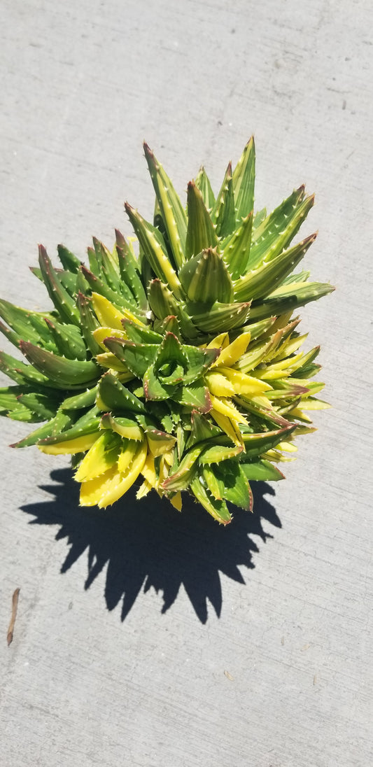 Aloe Nobilis Variegated Cluster