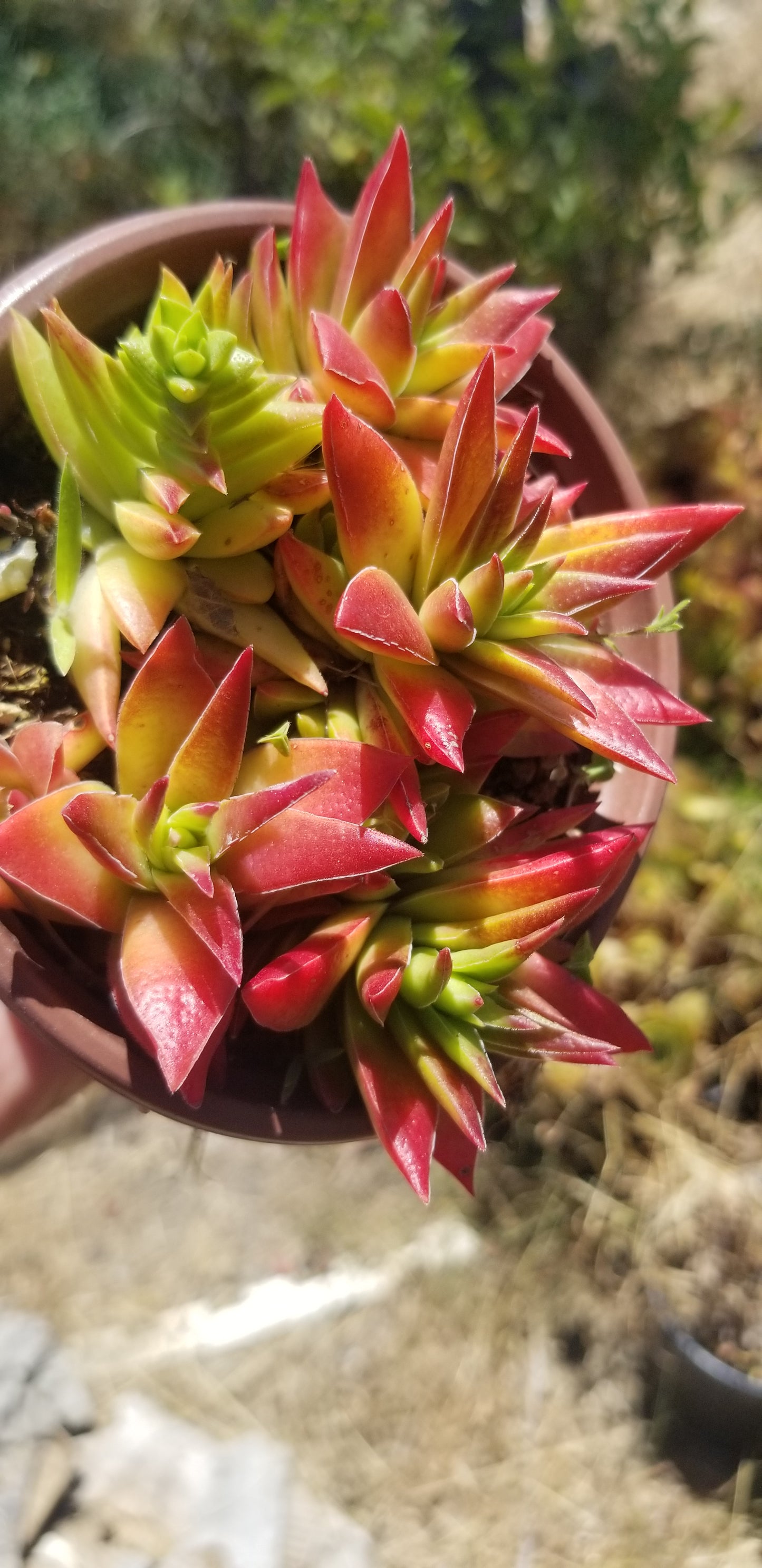 Crassula Red Pagoda (4" pot)