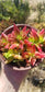 Crassula Red Pagoda (4" pot)