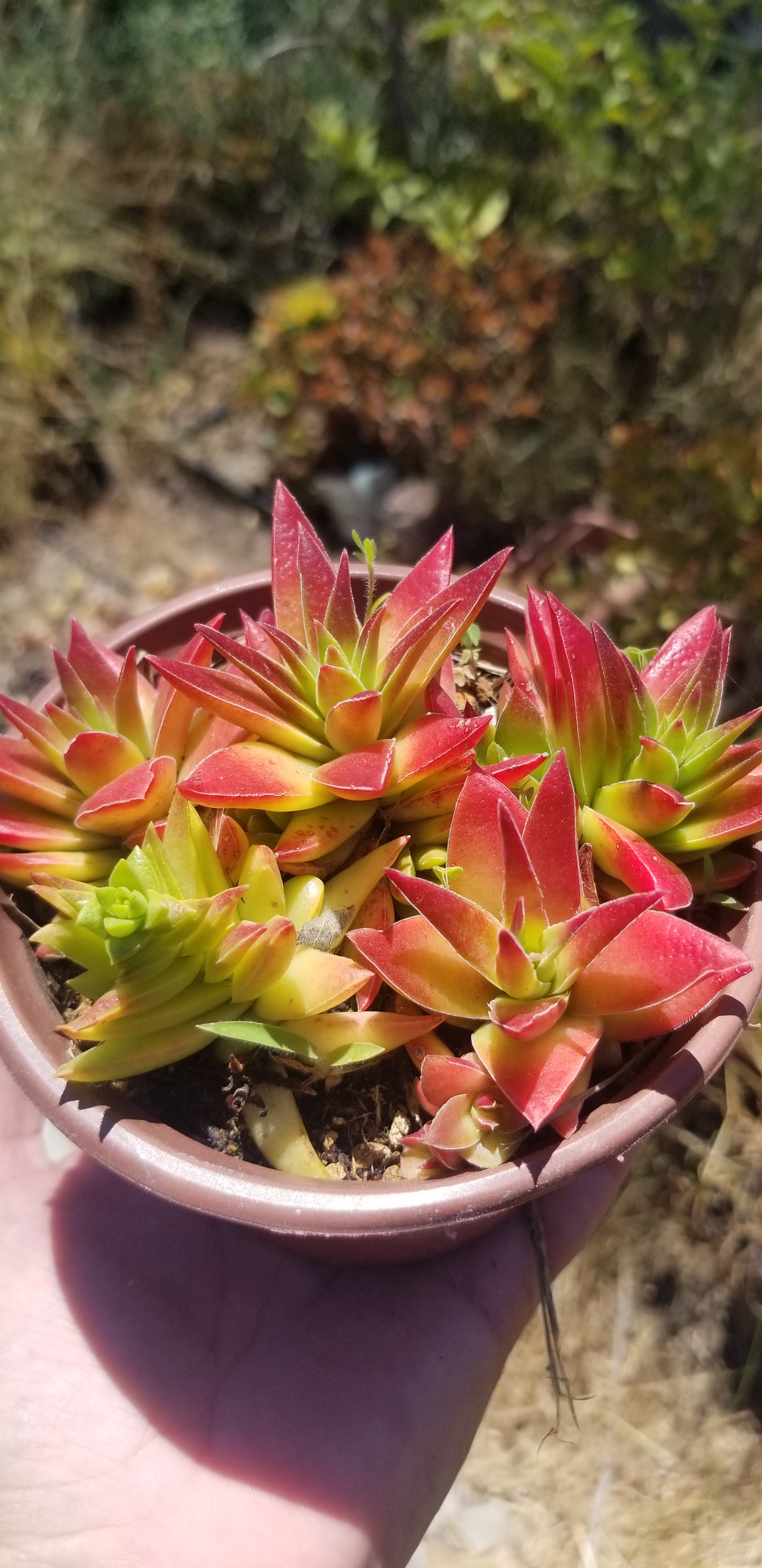 Crassula Red Pagoda (4" pot)