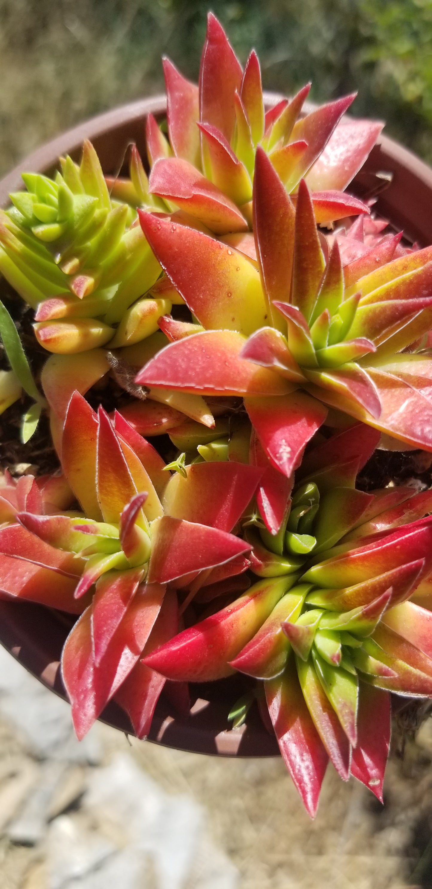 Crassula Red Pagoda (4" pot)