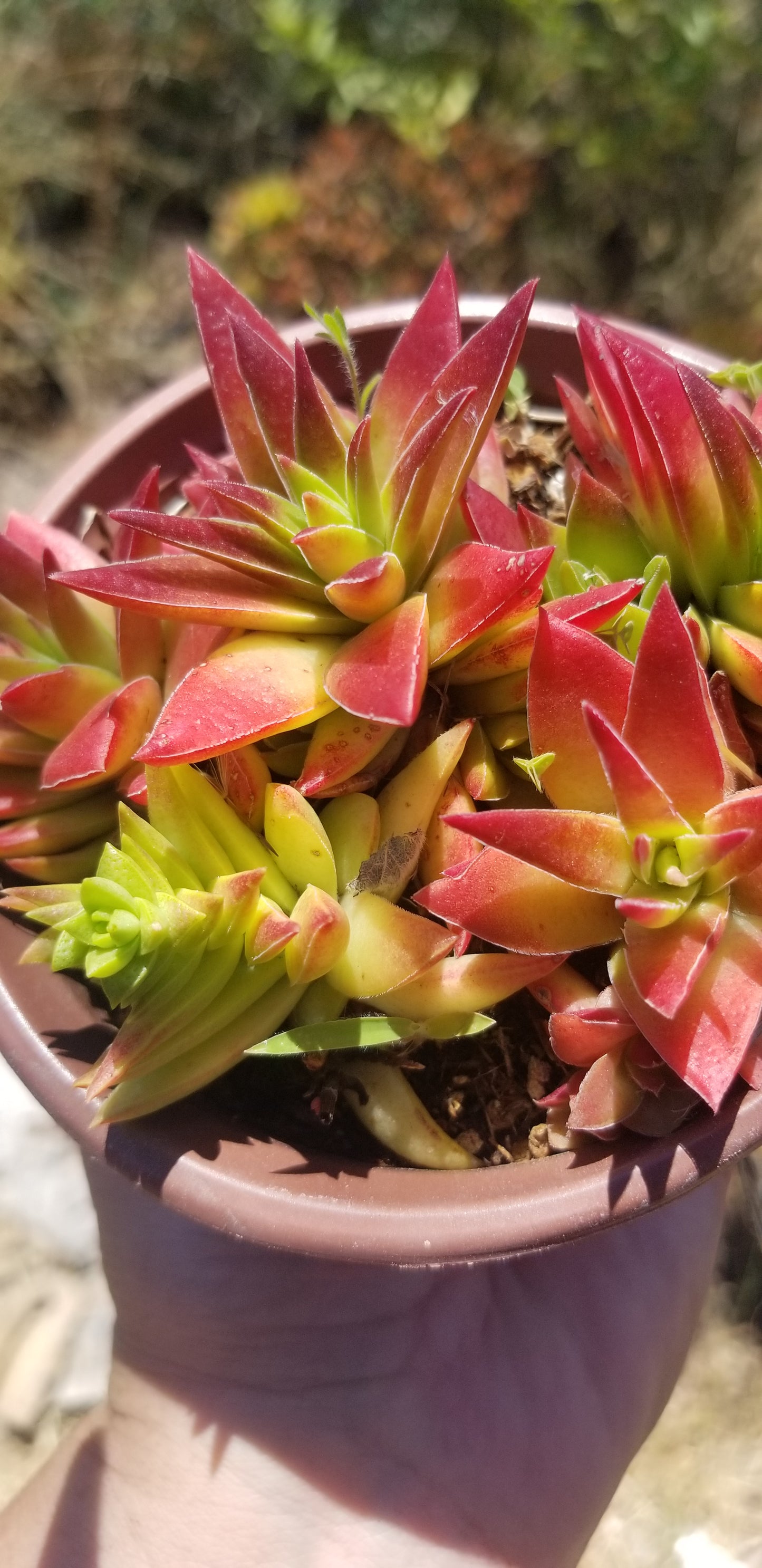 Crassula Red Pagoda (4" pot)