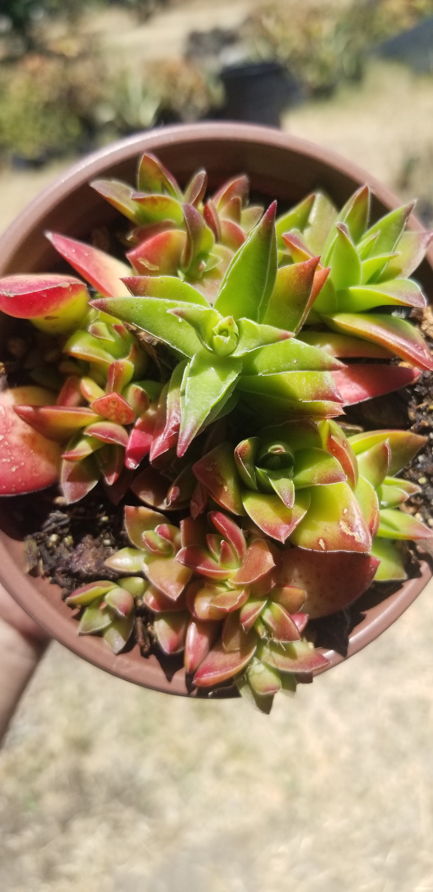 Crassula Red Pagoda (4" pot)