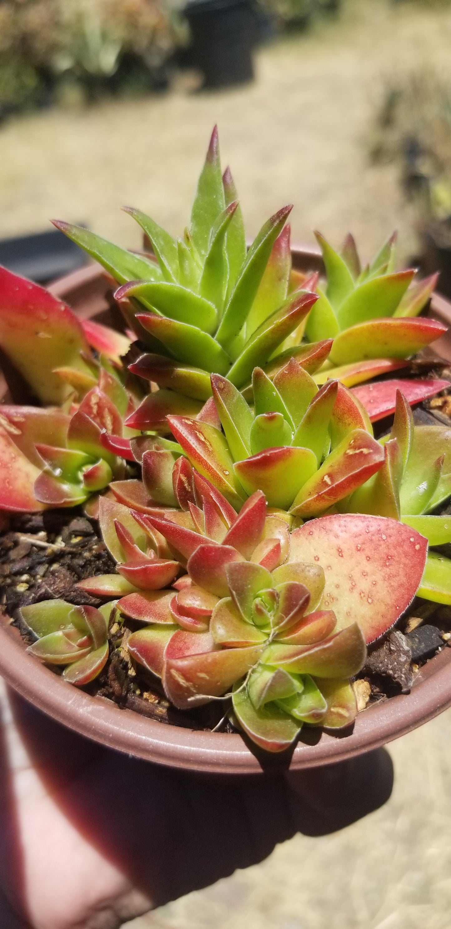 Crassula Red Pagoda (4" pot)