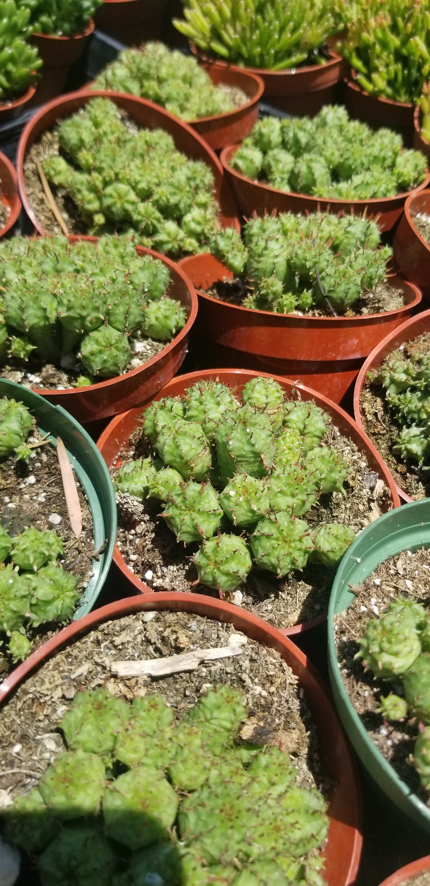 Euphorbia Submammillaris Montrose (4" pot)