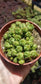 Euphorbia Submammillaris Montrose (4" pot)