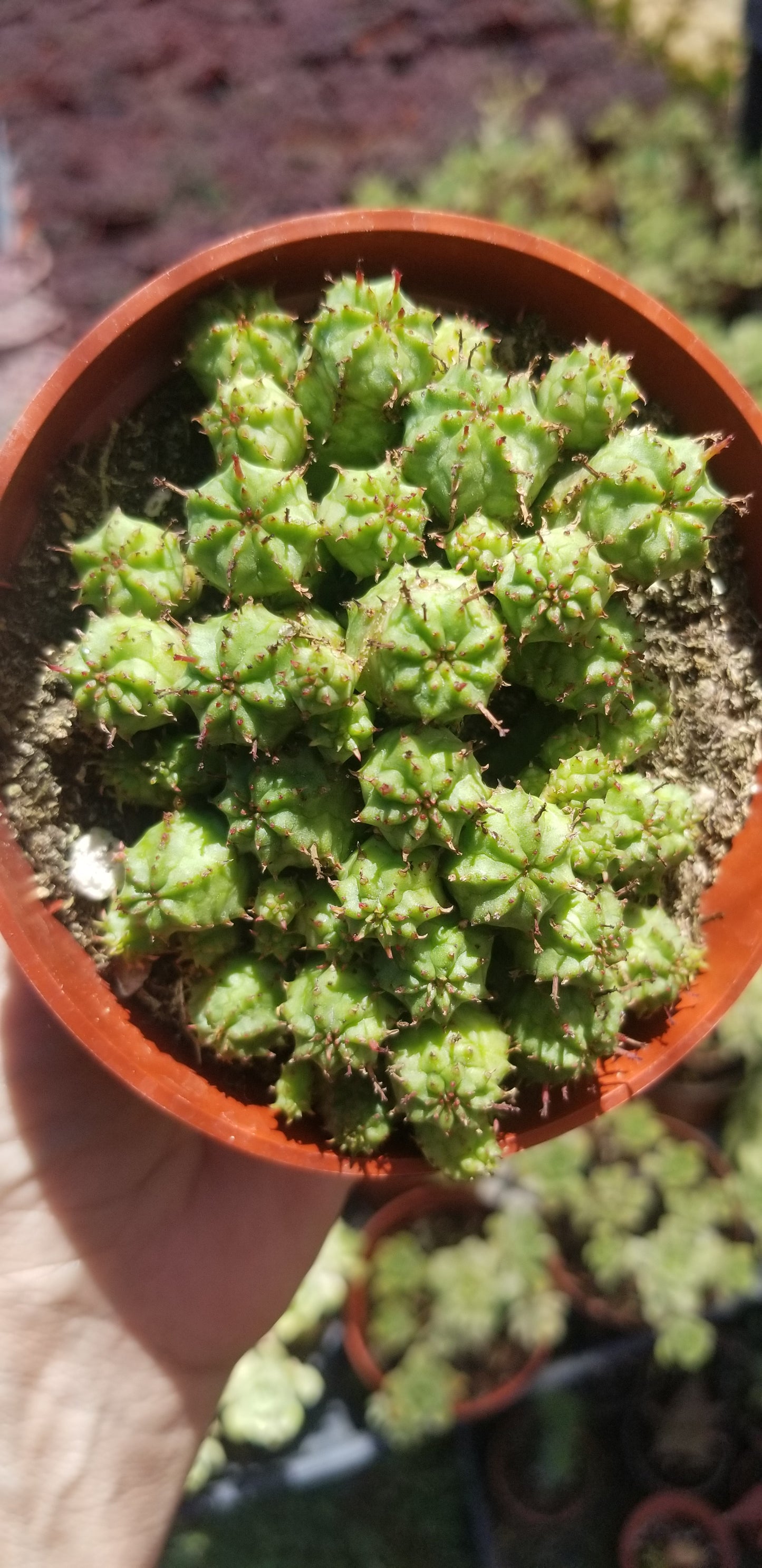 Euphorbia Submammillaris Montrose (4" pot)