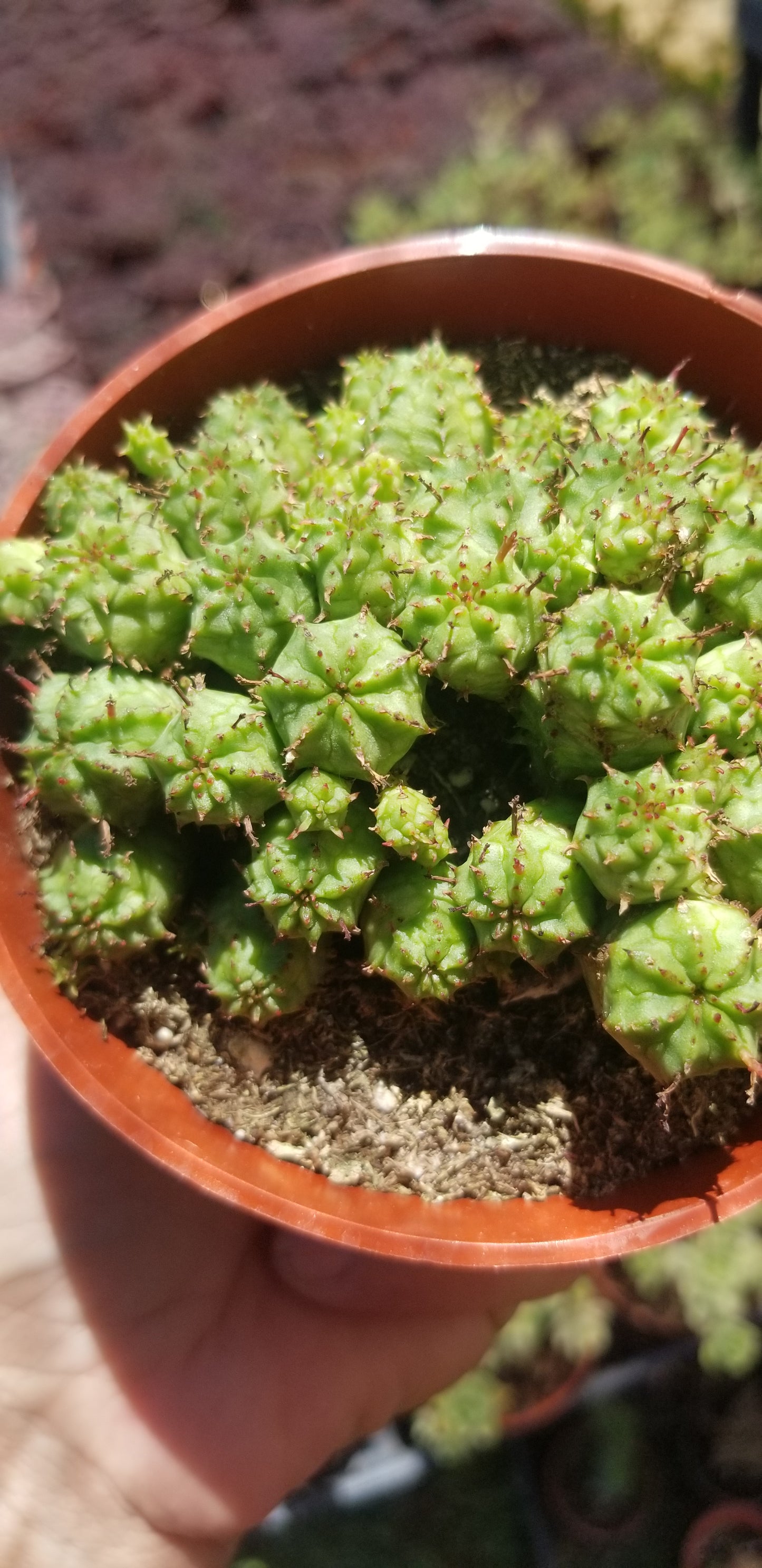 Euphorbia Submammillaris Montrose (4" pot)