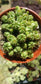 Euphorbia Submammillaris Montrose (4" pot)