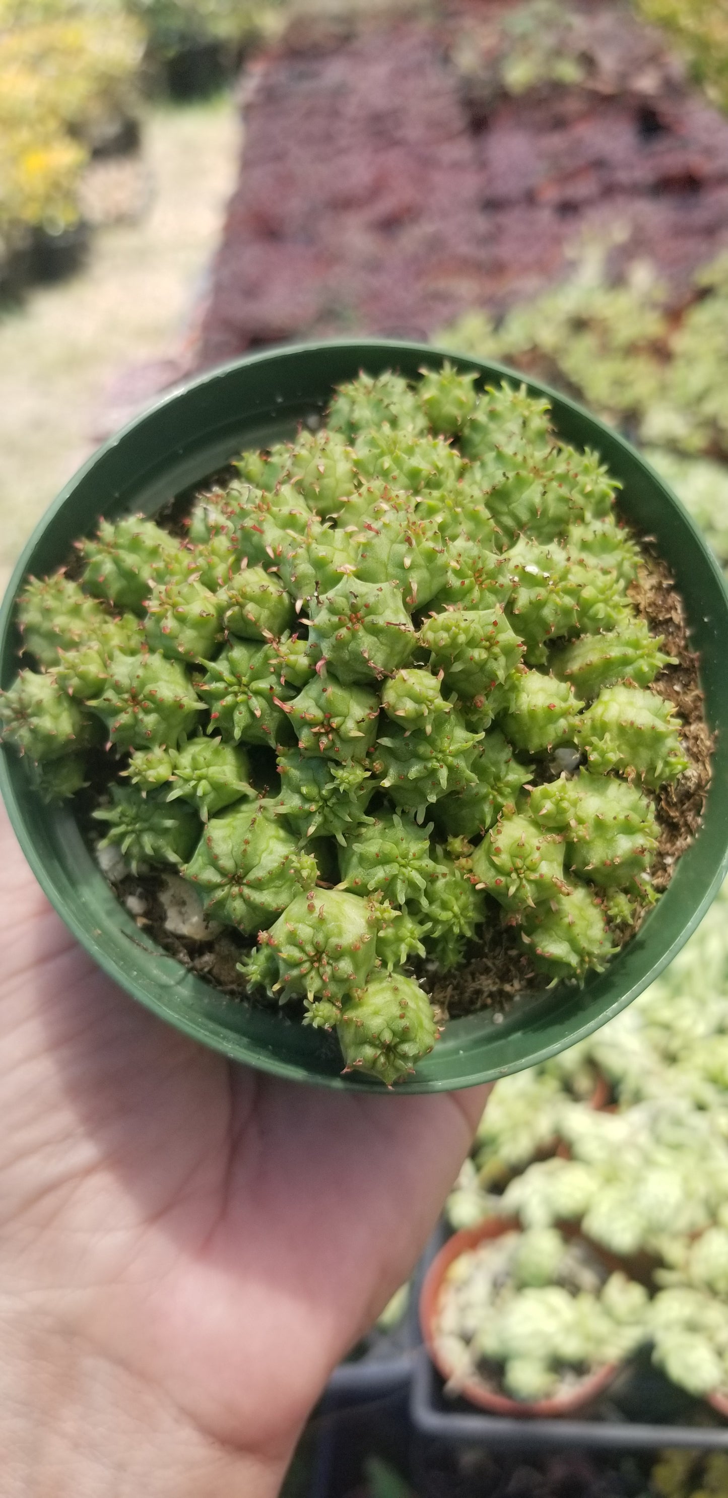 Euphorbia Submammillaris Montrose (4" pot)