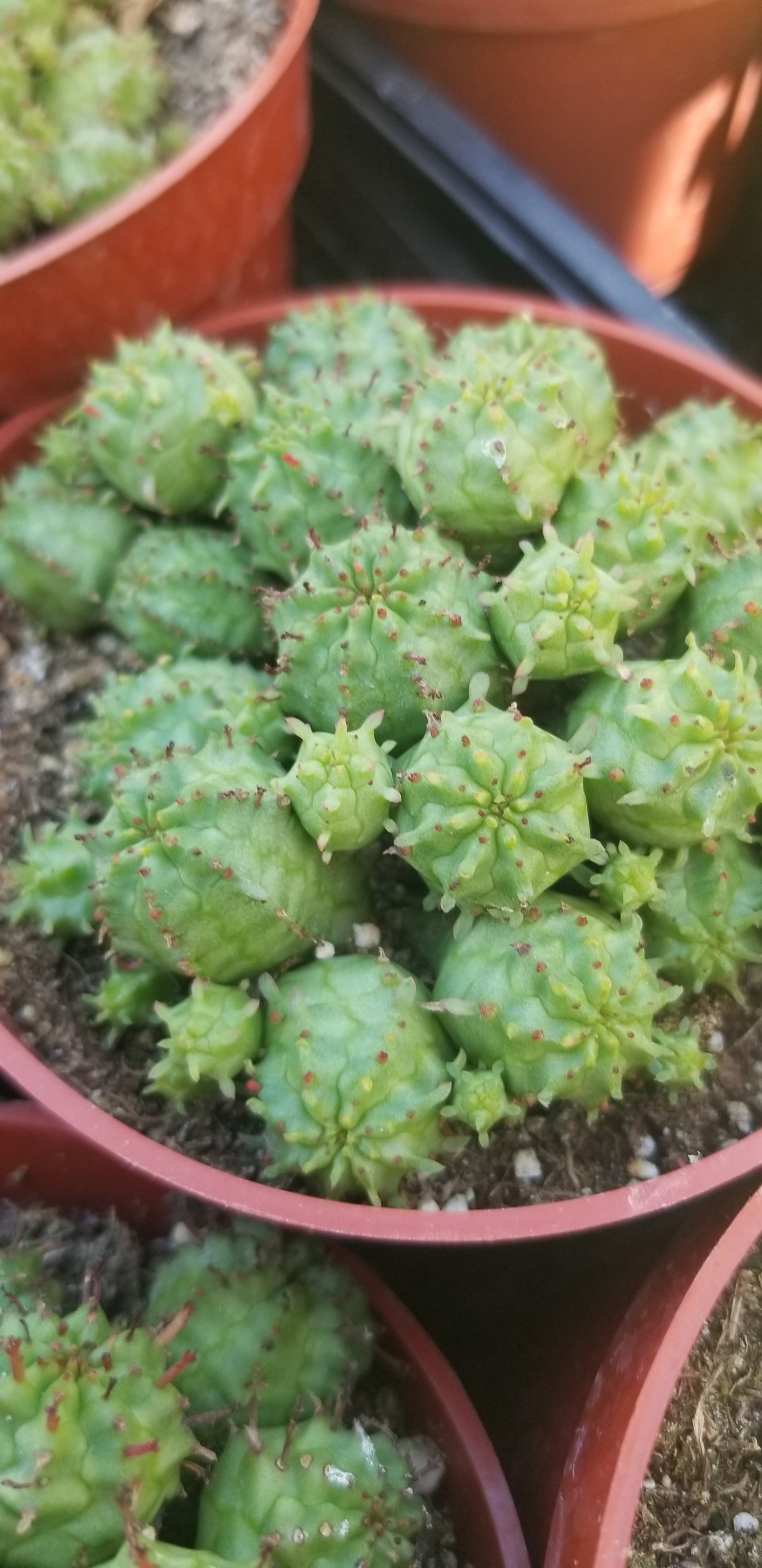 Euphorbia Submammillaris Montrose (4" pot)