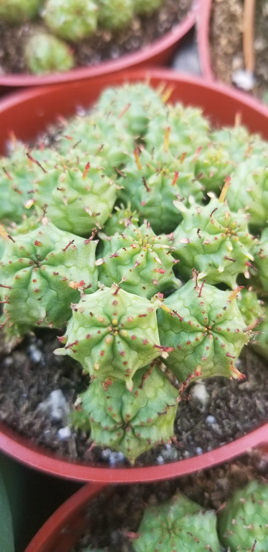 Euphorbia Submammillaris Montrose (4" pot)