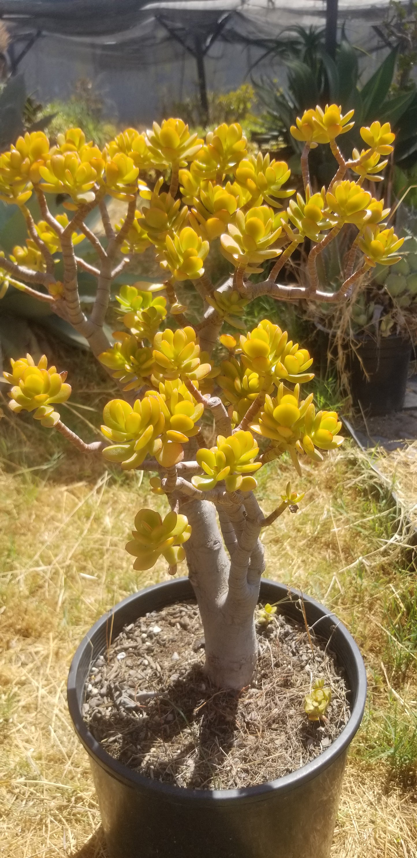 Crassula Ovata Crosby's Compact