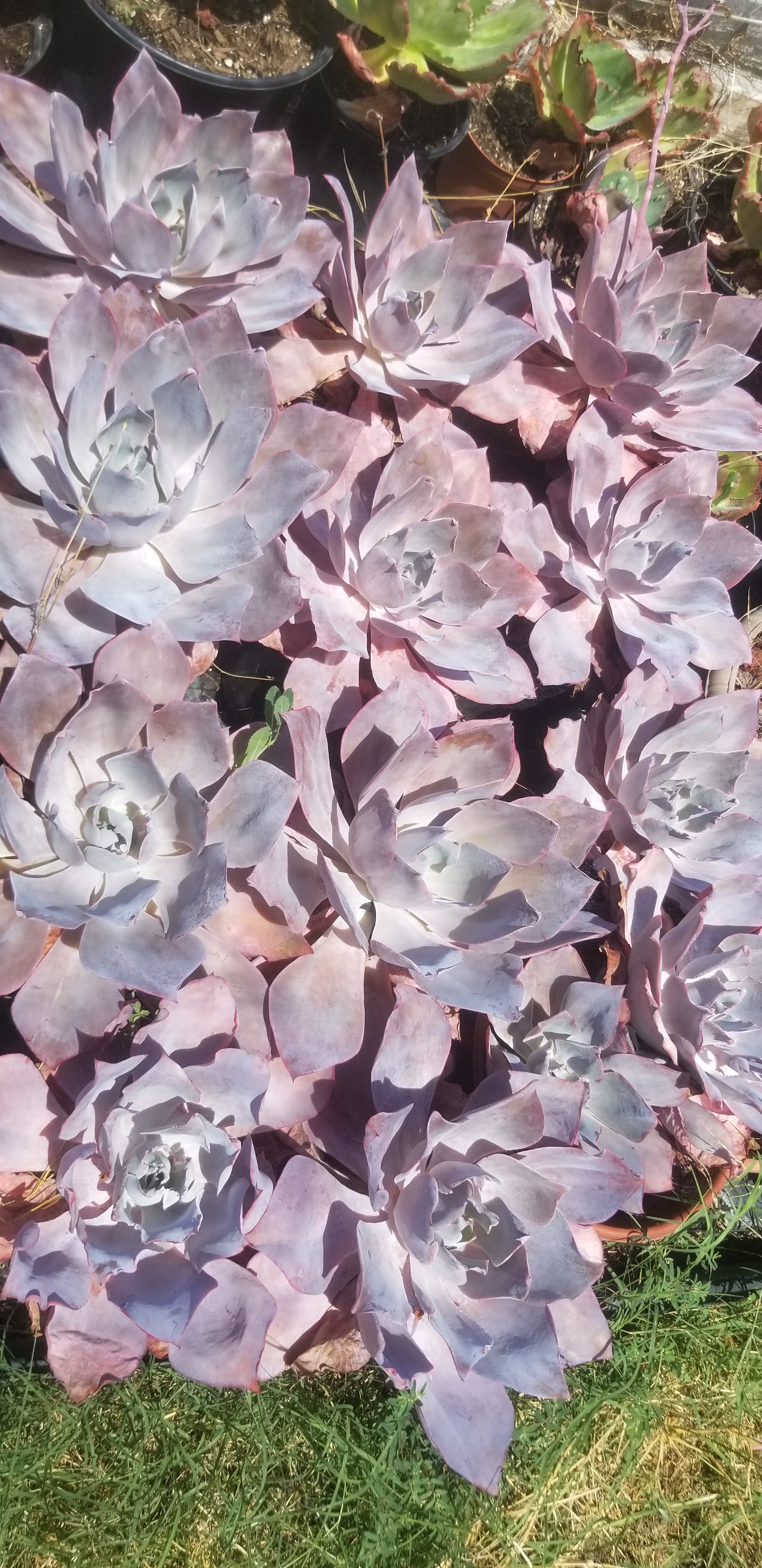 afterglow succulent Echeveria Afterglow (1 Gal. Pot) – Beaultiful Desert Plants