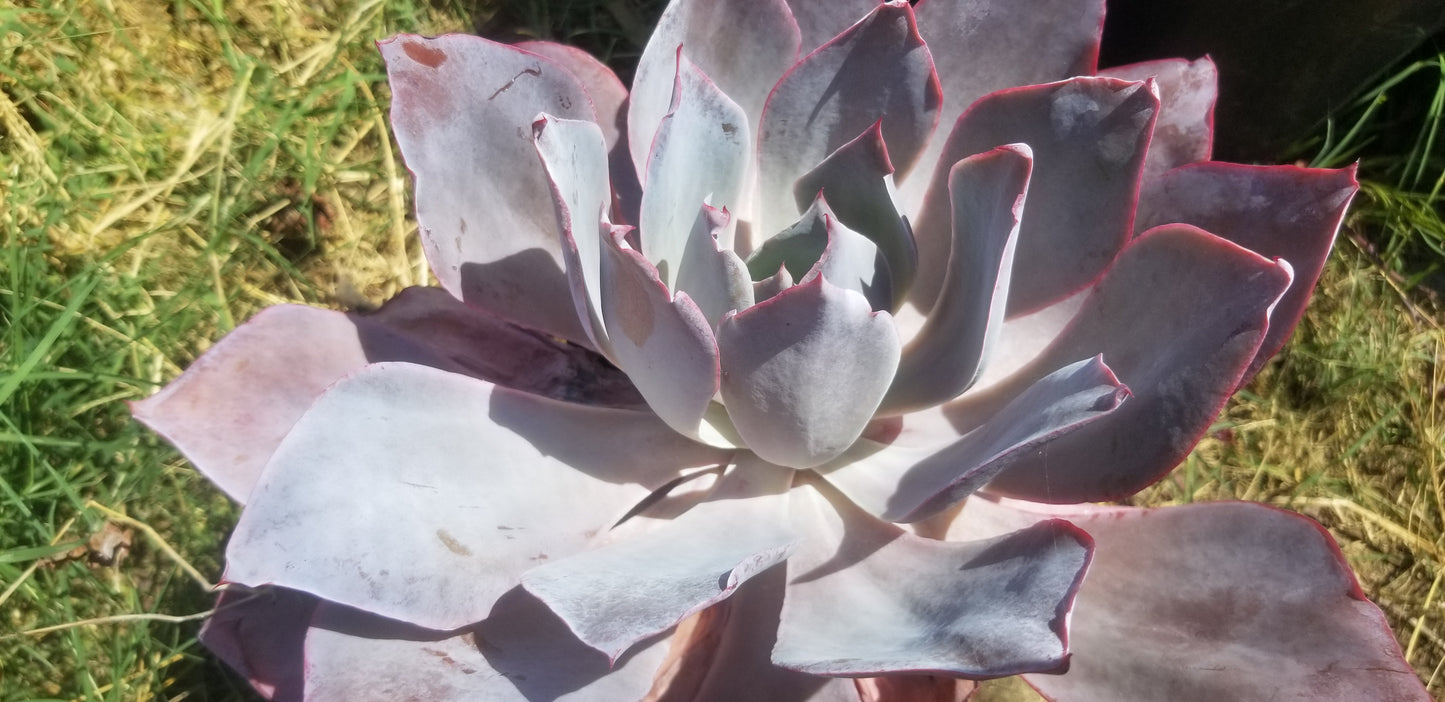 Echeveria Afterglow (1 Gal. Pot)