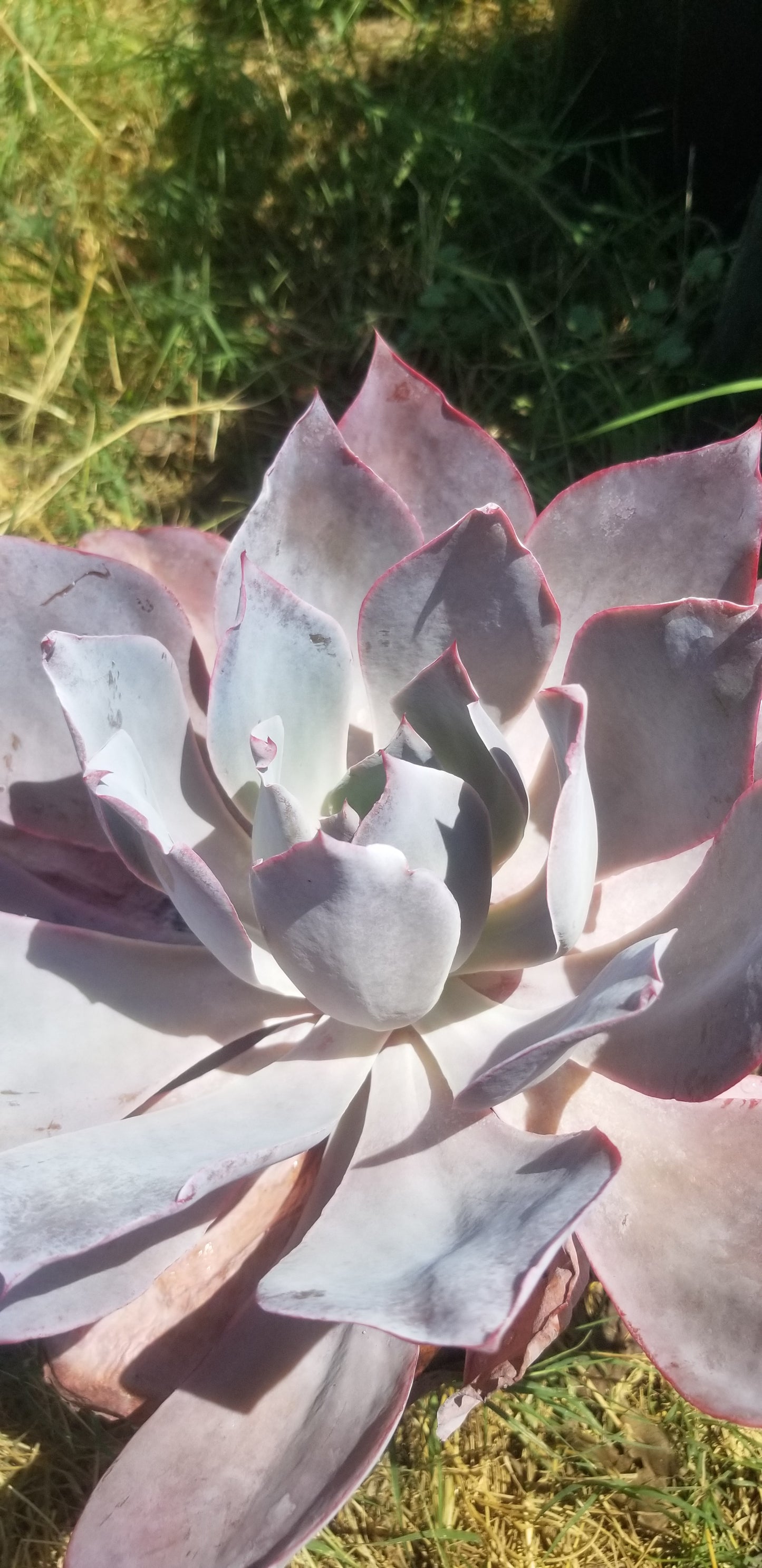 Echeveria Afterglow (1 Gal. Pot)