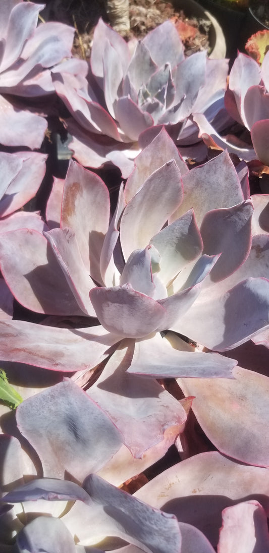 Echeveria Afterglow (1 Gal. Pot)