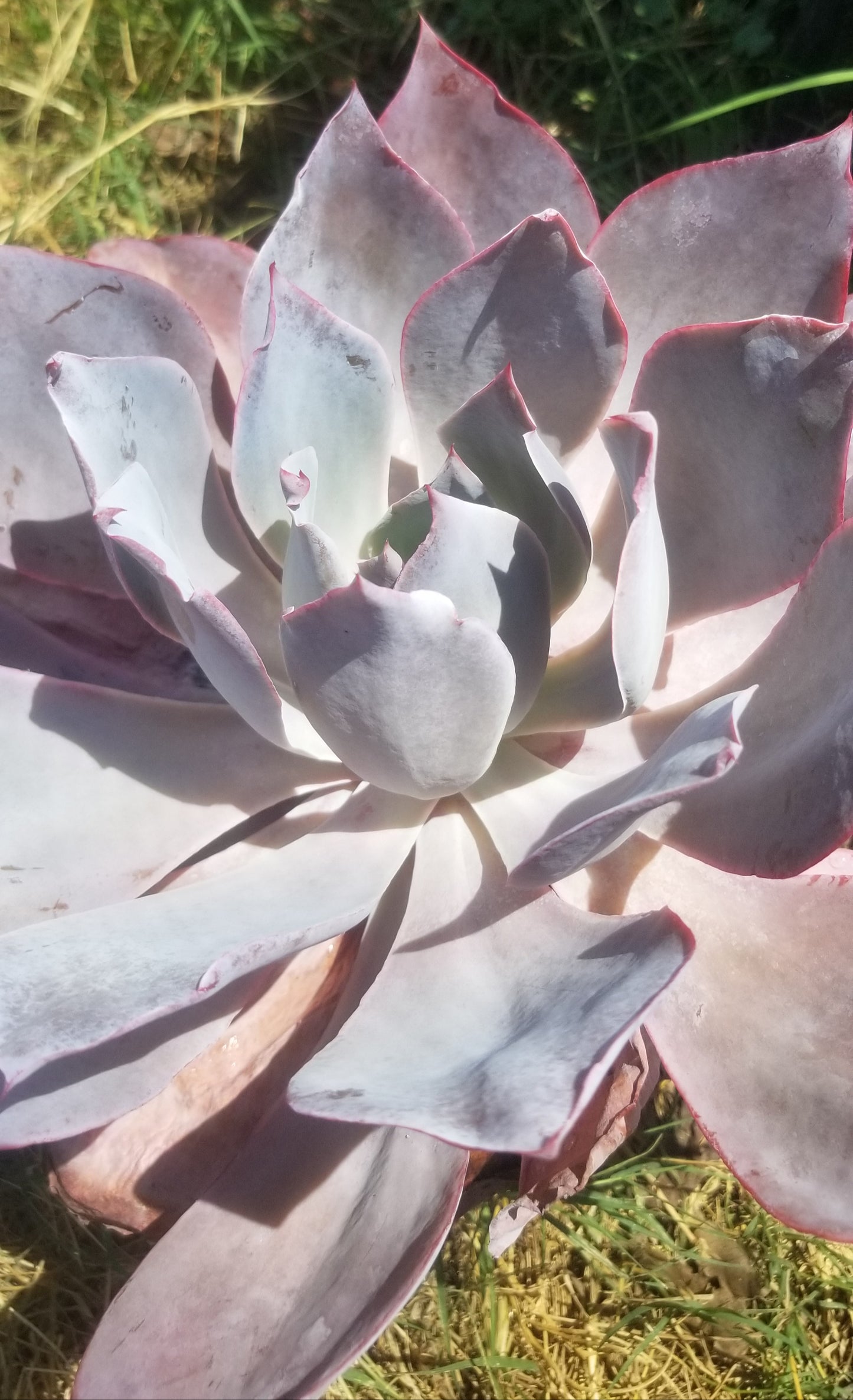 Echeveria Afterglow (1 Gal. Pot)