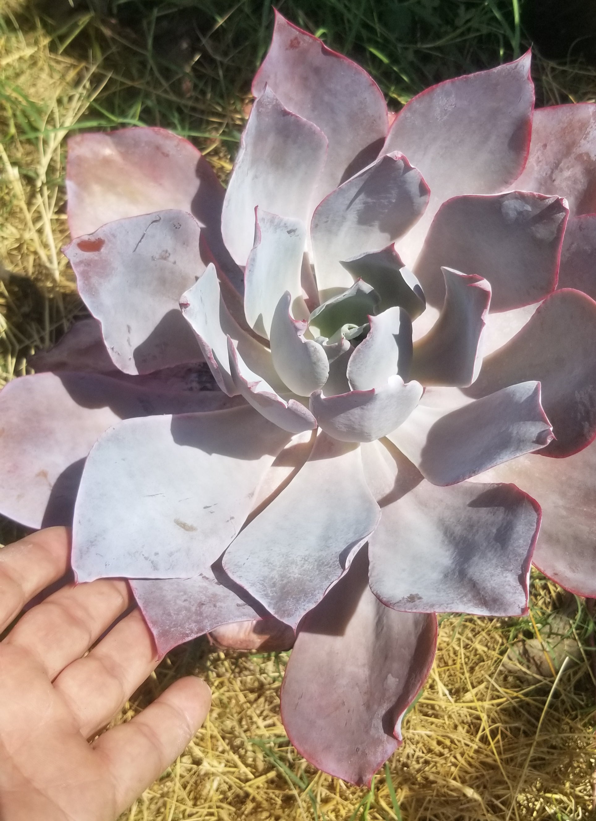 echeveria afterglow succulent Echeveria Afterglow (1 Gal. Pot) – Beaultiful Desert Plants