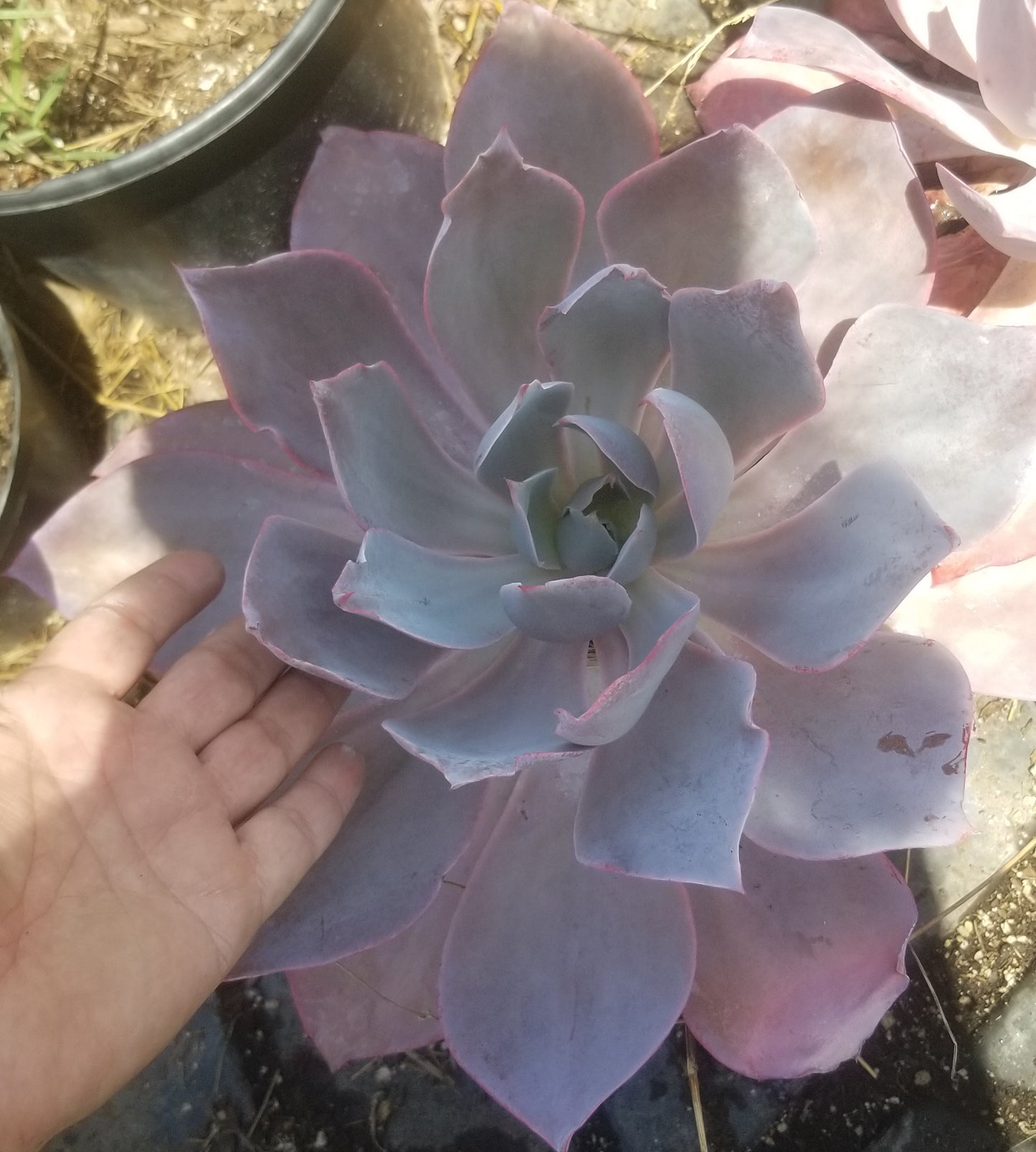 Echeveria Afterglow (1 Gal. Pot)