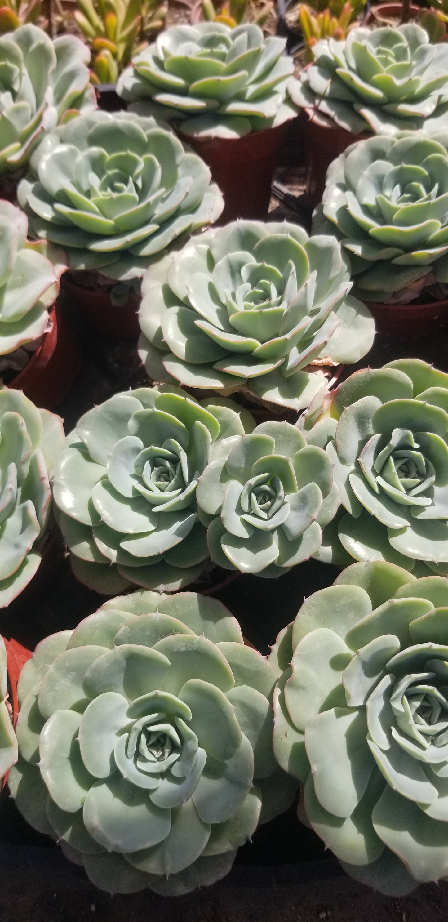 Echeveria Atlantis (4"pot) Beautiful Echeveria, blue, red tip Echeveria, drought tolerance Echeveria.