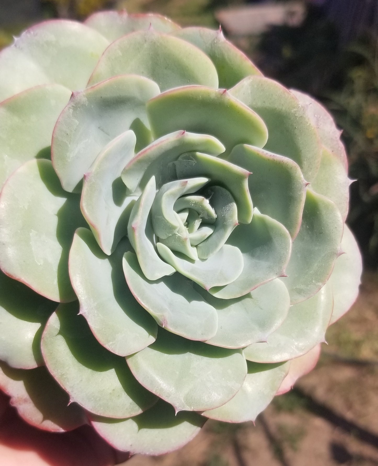 Echeveria Atlantis (4"pot) Beautiful Echeveria, blue, red tip Echeveria, drought tolerance Echeveria.