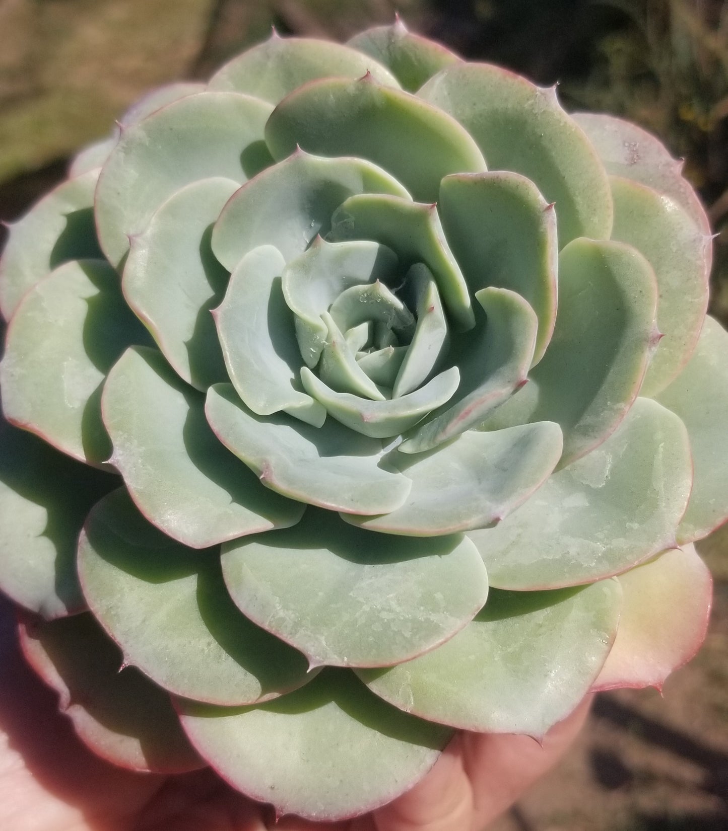 Echeveria Atlantis (4"pot) Beautiful Echeveria, blue, red tip Echeveria, drought tolerance Echeveria.