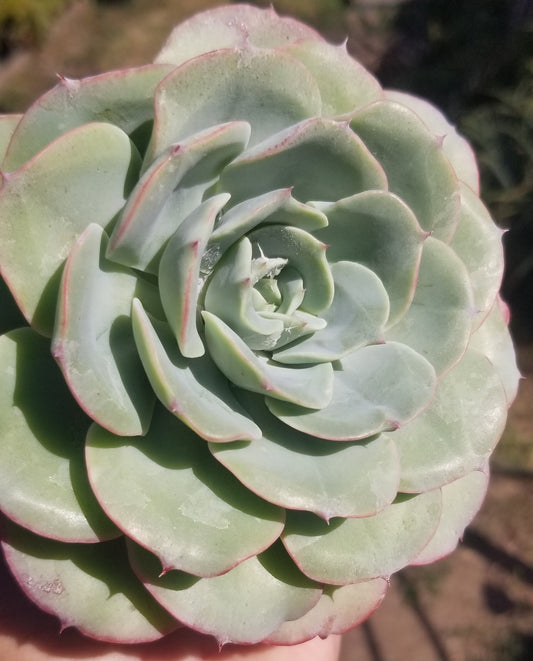 Echeveria Atlantis (4"pot) Beautiful Echeveria, blue, red tip Echeveria, drought tolerance Echeveria.